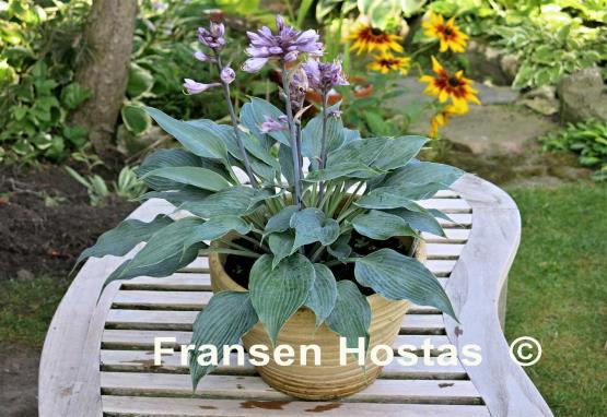 Hosta Evening Blush